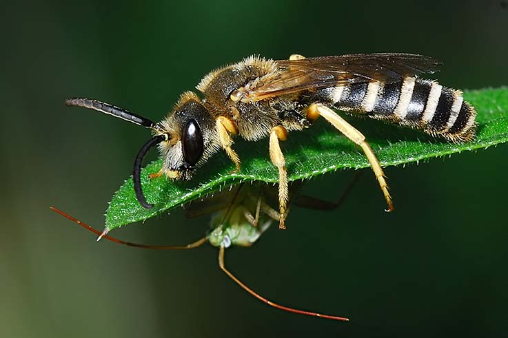 maschi di Halictus scabiosae